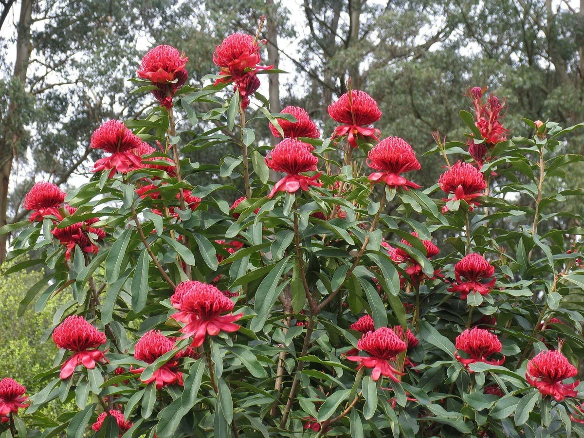 Waratah Cut Flower Seedling - 2" x 7" Tube Pot - Telopea speciosissima - Rare Cultivation Instructions Included