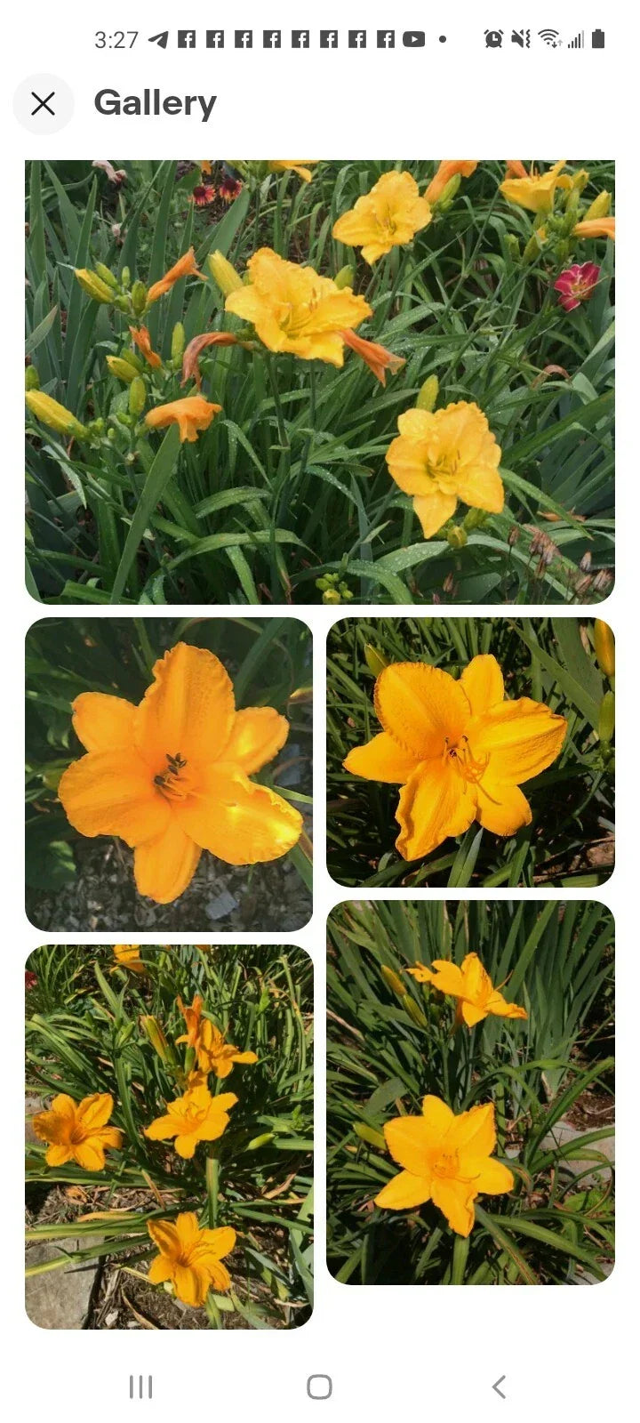 Stella De Oro Daylily Bare Root Plants 5-Pack, Yellow Reblooming Perennial (Hemerocallis Stella De Oro) for Outdoor Garden