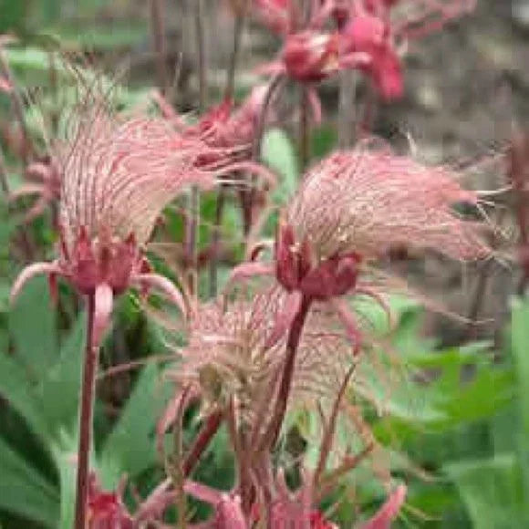 Prairie Smoke Seeds - 10 Seeds - Unusual Pink Flowers - Geum triflorum - Drought-Tolerant Perennial for Gardens and Borders