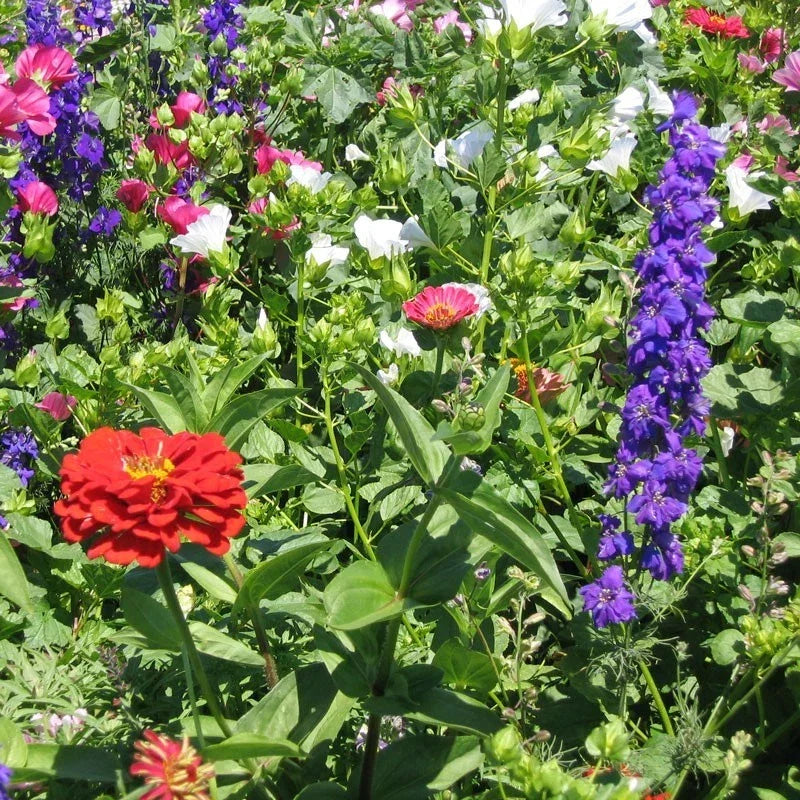 Hummingbird Wildflower Seeds Mix - Non-GMO Pollinator Blend - Fresh Seed Packet - Various Species