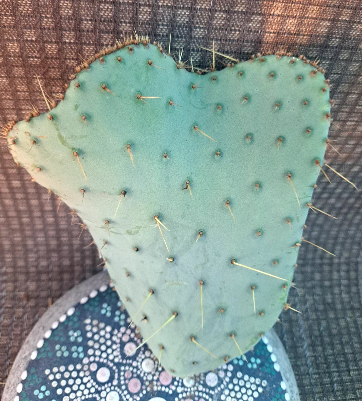 Cactus Cutting 7x5 inches Crested Engelmann Prickly Pear Opuntia Engelmannii var Lindheimeri Cristata, Hardy Succulent Plant