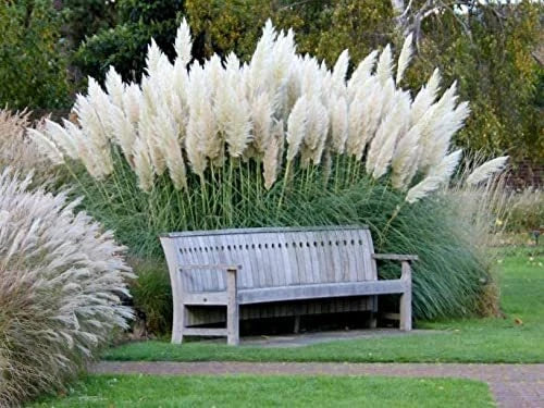 Giant White Pampas Grass Seeds - 1,000 Seeds - Cortaderia selloana - Drought-Resistant, Full Sun, Made in USA