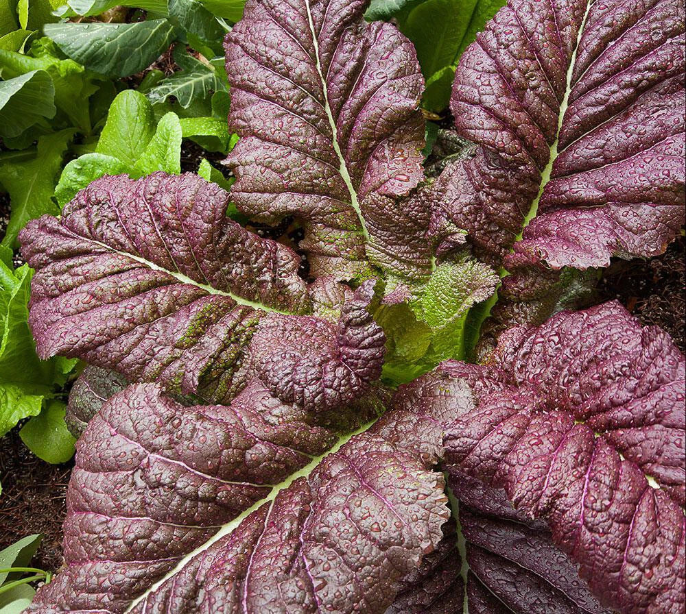 Red Giant Mustard Seeds Pack of 300+ Heirloom Brassica juncea for Planting, Gai Choy Shealihong Xuelihong, Non-GMO