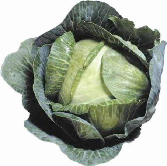 Cabbage Seeds - 600+ Count - Heirloom Early Jersey Wakefield - Non-GMO - Brassica oleracea var. capitata