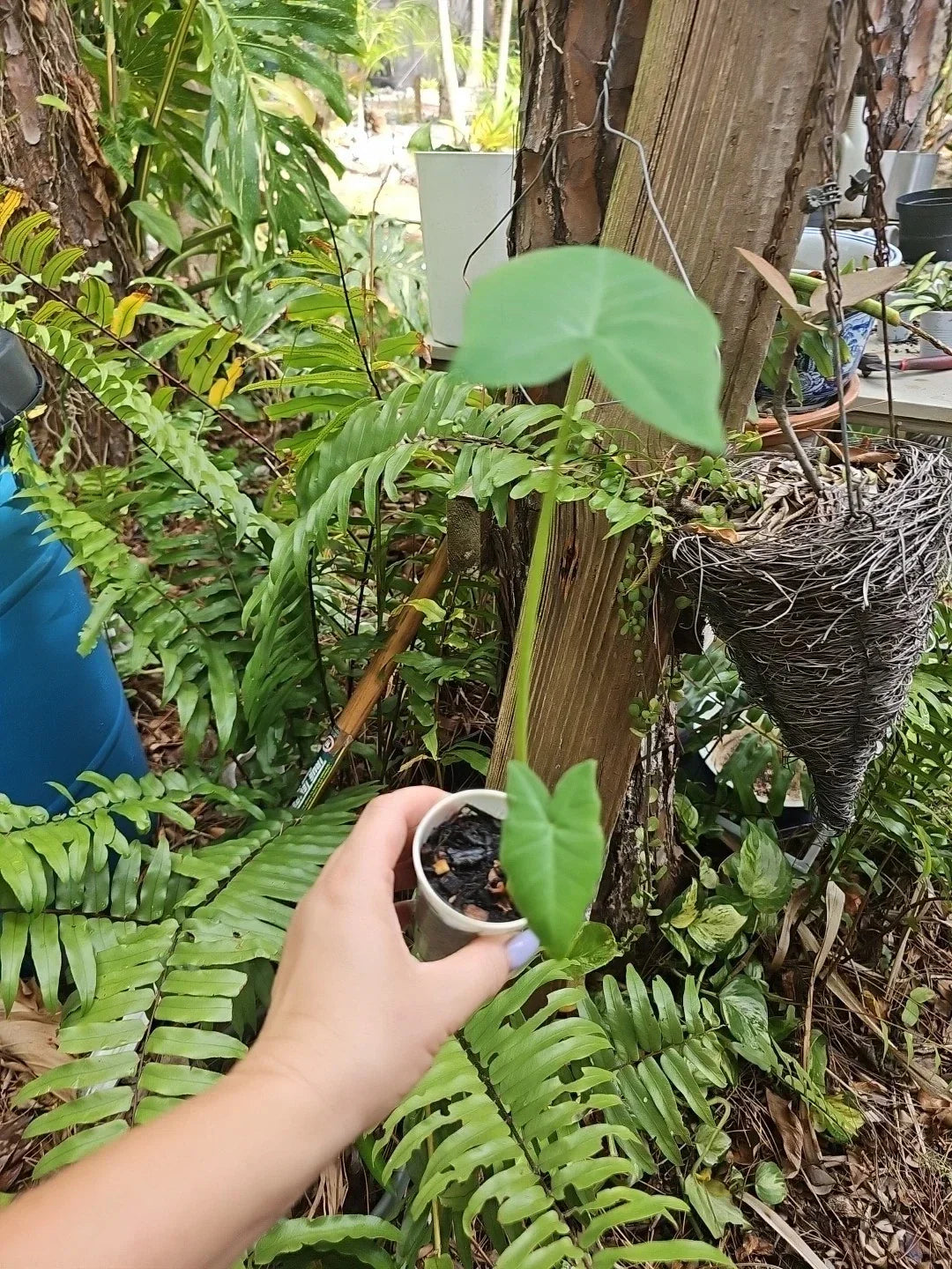 Giant Alocasia Plant - Live Indoor Elephant Ear - Colocasia Taro gigantea - Tropical Foliage - Exotic Houseplant