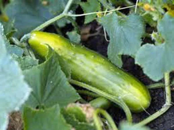 Cucumber Seeds 500 Count Long Green Improved Heirloom Non-GMO Cucumis sativus for Fresh Garden Harvest