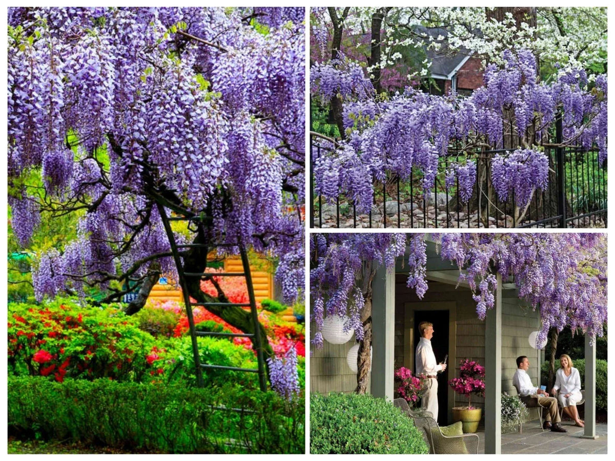 Chinese Wisteria Tree Seeds - 12+ Fast Climbing Flower Vine - Cold Hardy Wisteria sinensis - Lavender Blooms