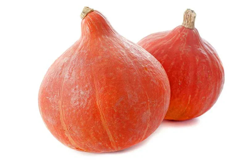 Red Kuri Squash Seeds - 25+ Pack - Cucurbita maxima - Non-GMO USA Grown for Home Garden Planting