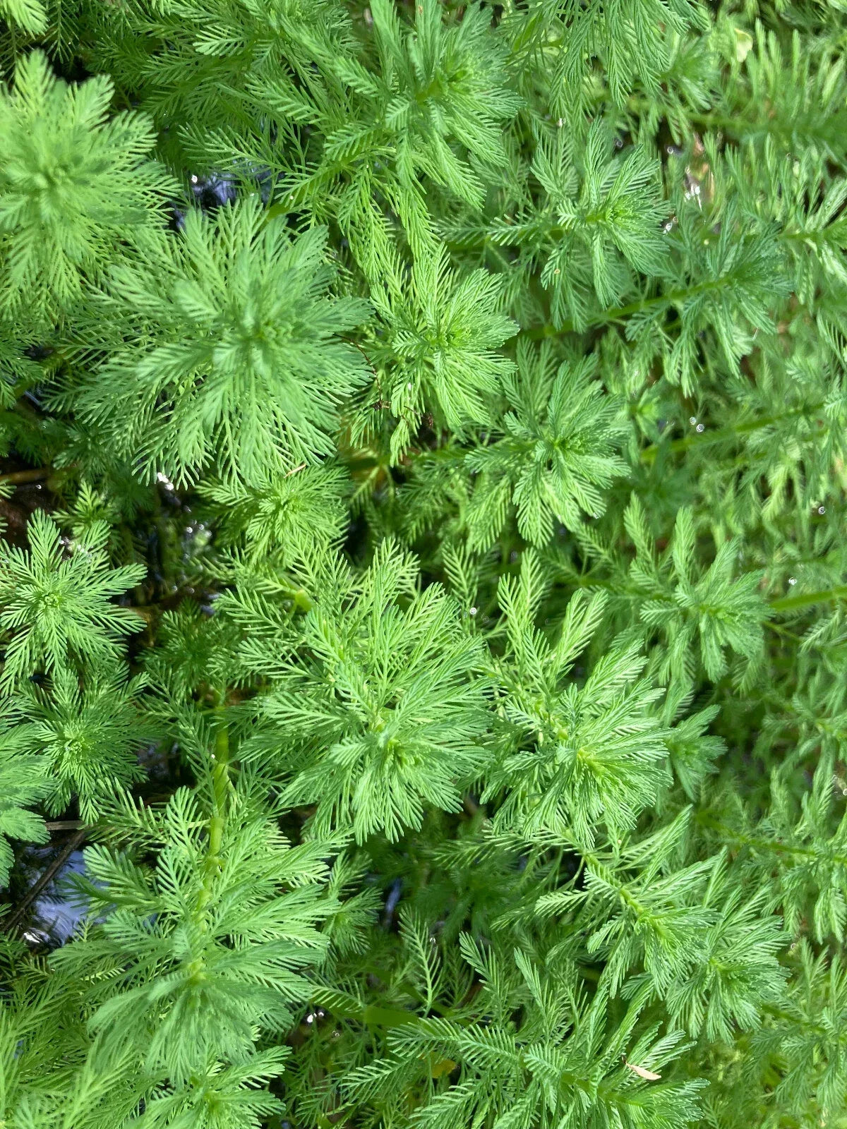20 Parrot Feather Aquatic Plants - Myriophyllum aquaticum - Hardy Perennial for Ponds & Aquariums - Versatile Emersed Growth