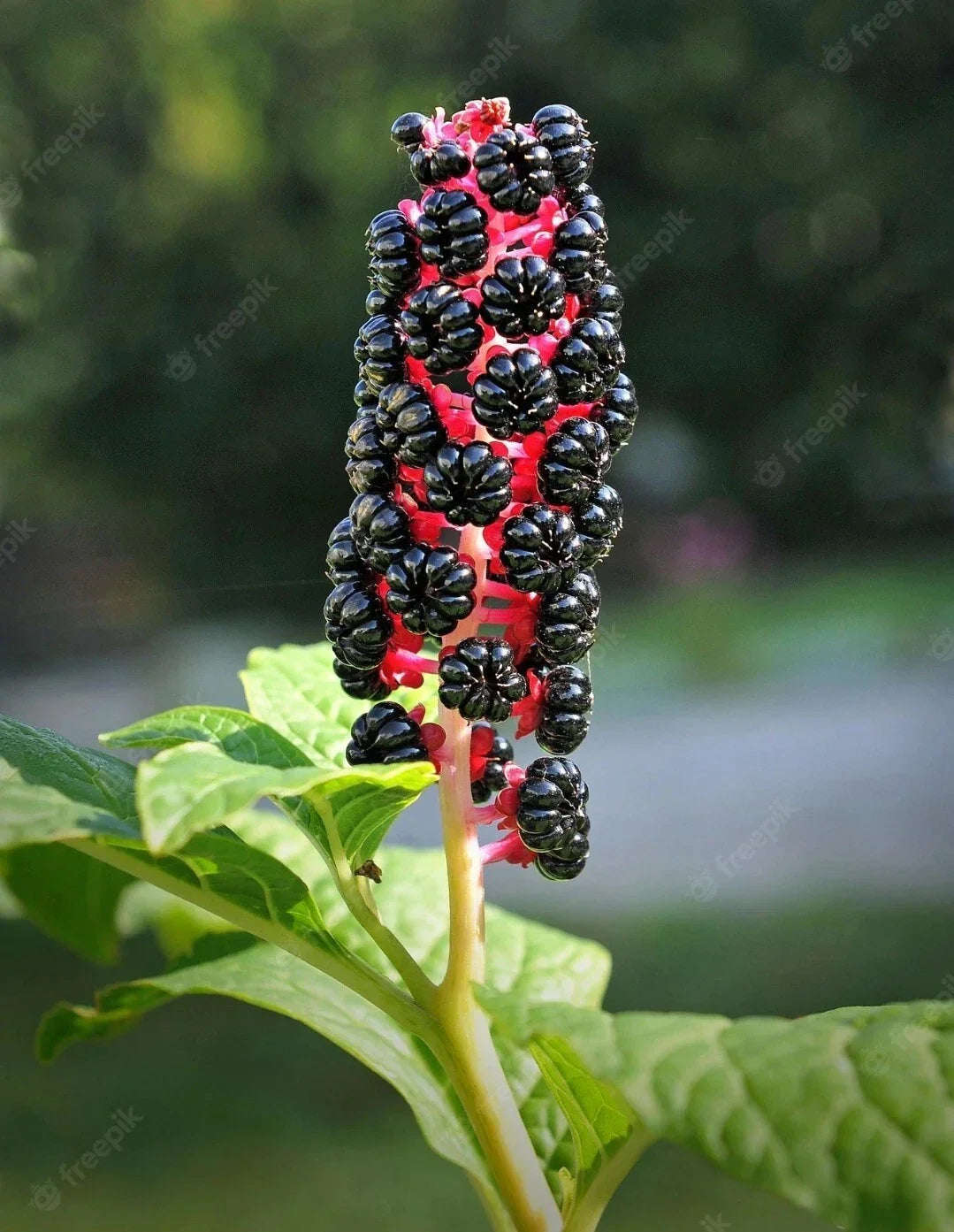 Whole American Pokeweed Berries - 25 Air Dried Dragonberries (Phytolacca americana) for Crafts, Decor, Herbal Use