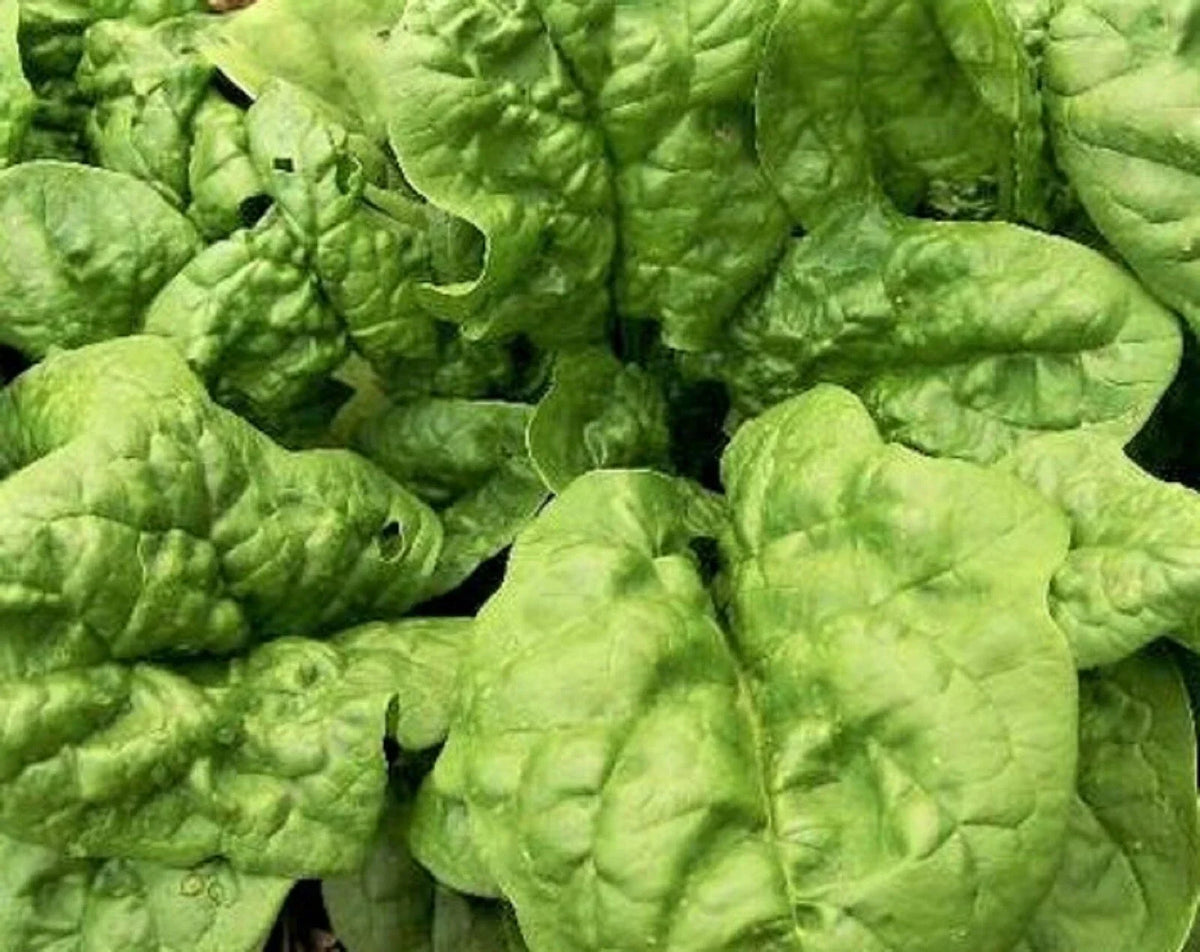 Bloomsdale Spinach Seeds - 100+ Non-GMO Heirloom Seeds for Home Gardening - Spinacia oleracea
