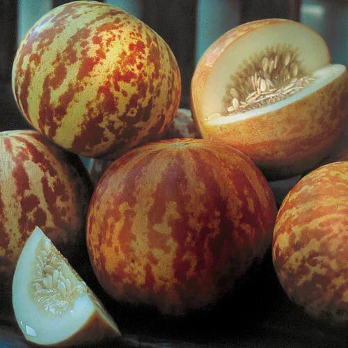 Tigger Melon Seeds - Heirloom Non-GMO - Cucumis melo - Packet of 20 Seeds for Vibrant Striped Melons - Free Shipping