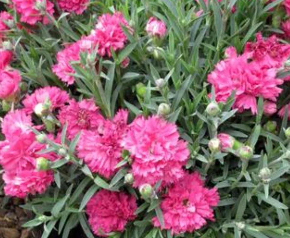 Early Bird Sherbet Dianthus Bareroot Plant - Electric Red Blooms - Dianthus spp. - Vibrant Garden Color for Sunny Spaces