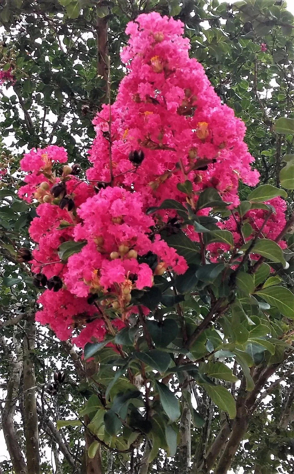 Hot Pink Crepe Myrtle Trees - 2 Live Rooted Cuttings - Lagerstroemia indica - Flowering Shrub for Garden Landscaping