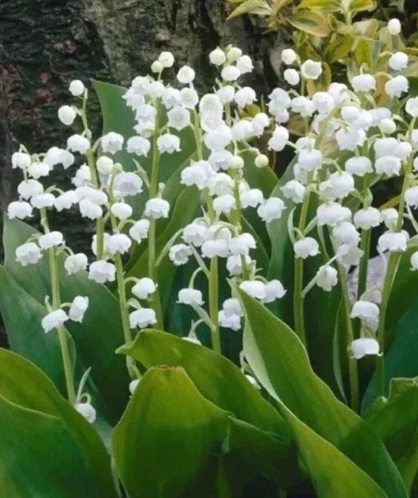Live Plants - 5 Rooted Lily of the Valley Pips - Fragrant Convallaria majalis - Perennial Ground Cover for Shade Gardens