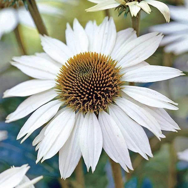 White Swan Coneflower Seeds | 25-400 Non-GMO Seeds | Echinacea purpurea 'White Swan' | Attracts Pollinators, Easy to Grow