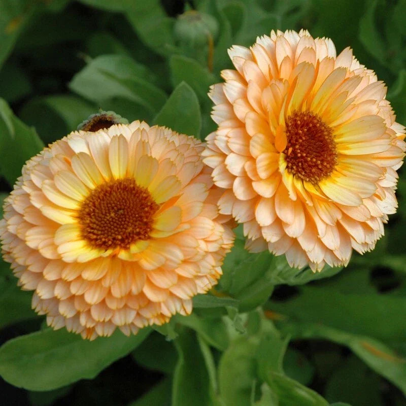 Calendula Seeds - Pink Surprise - Heirloom Edible Flowers - Non-GMO - Calendula officinalis - 100 Seeds for Gardening