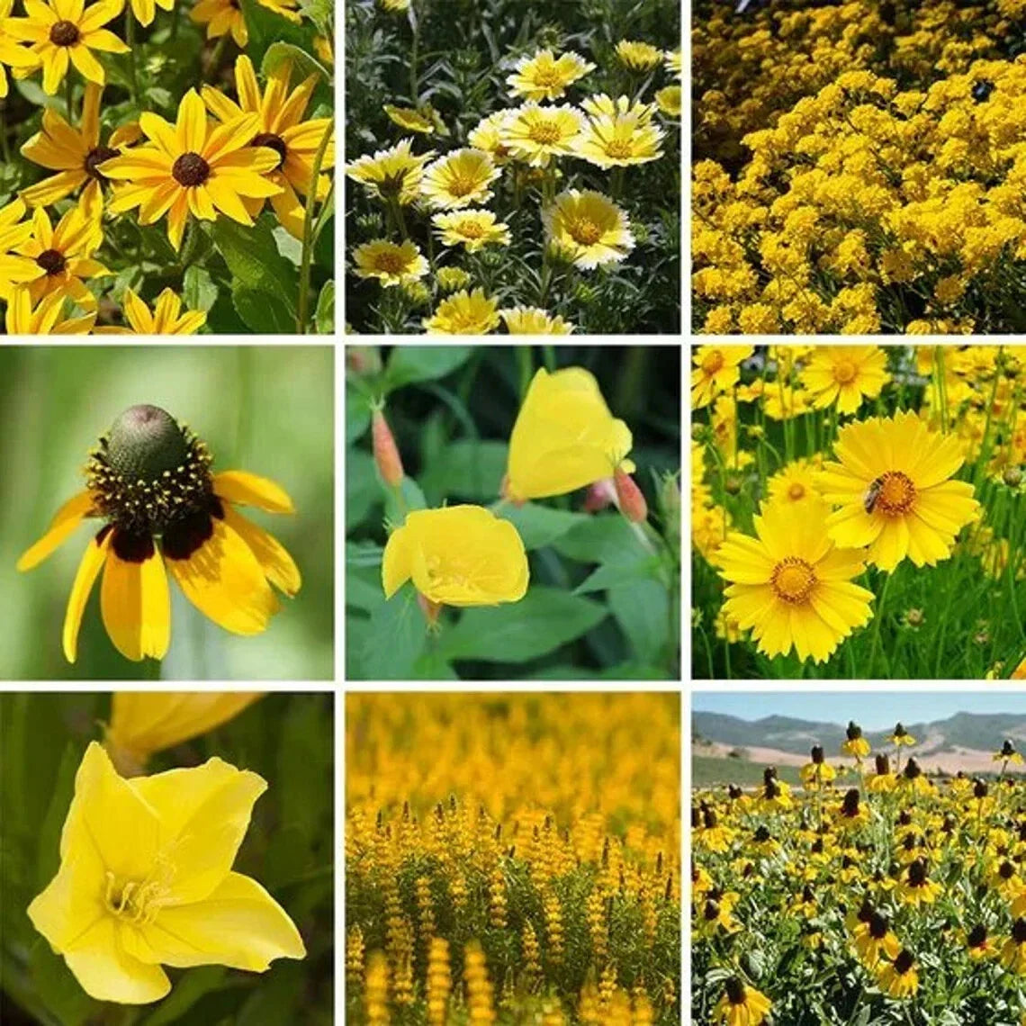 Yellow Wildflower Seed Mix 200 Count - Organic Native Blend for Pollinators - Various Species - Non-GMO Garden Seeds