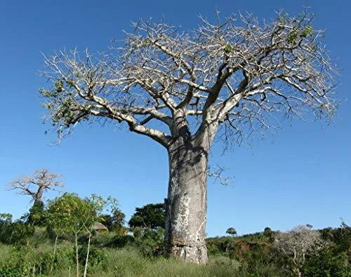 Baobab Tree Seeds - 5 Rare Exotic Adansonia Digitata Seeds for Planting - Unique Drought-Resistant Tree