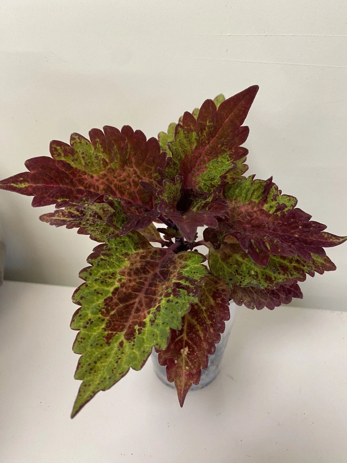 Coleus Starter Plant - Indian Summer - Vibrant Ornamental Foliage - Coleus blumei - Live Rooted for Indoor/Outdoor Gardening