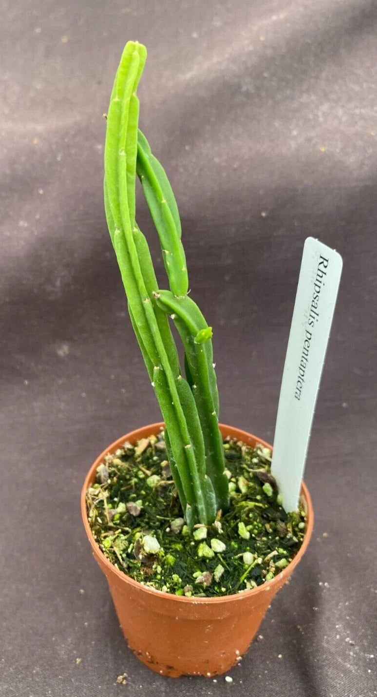 Rhipsalis pentaptera Plant in 2" Pot - Easy Care Trailing Cactus, Tropical Succulent, Spaghetti Cactus, Indoor Houseplant