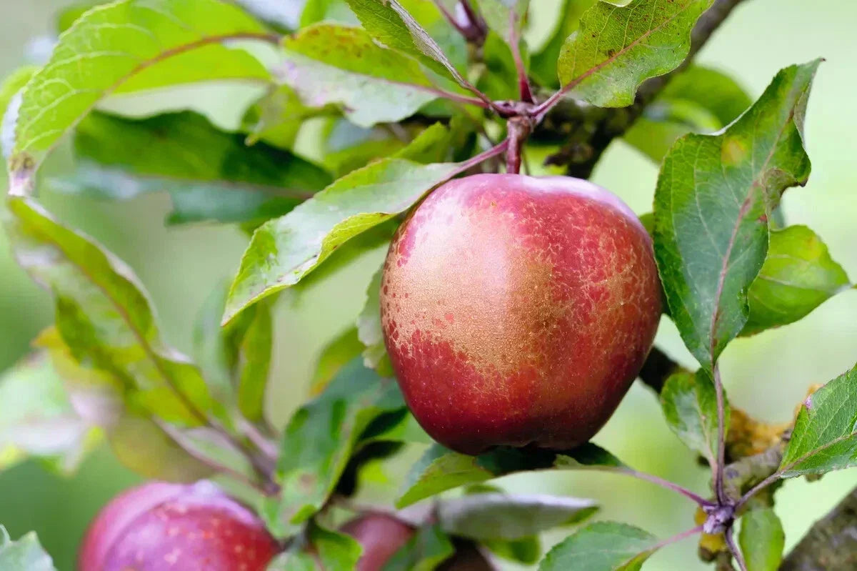 Wisley Crabapple Seeds - 25+ Premium Seeds - Malus x zumi 'Wisley' - Pinkish-White Blooms - USA Garden Planting