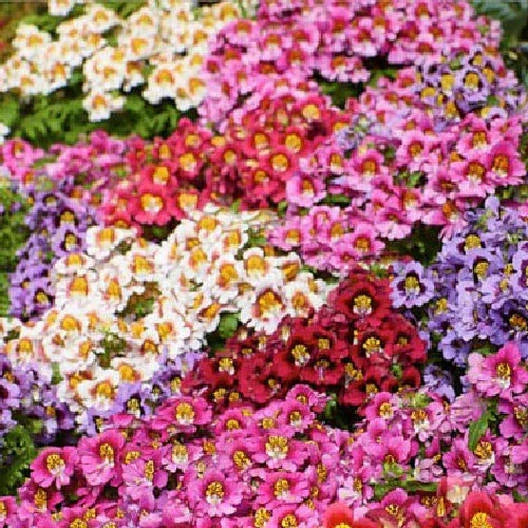 Butterfly Flower Seeds - 1500 Non-GMO ANGEL WINGS Schizanthus Mix - Poor Man's Orchid - Schizanthus spp.