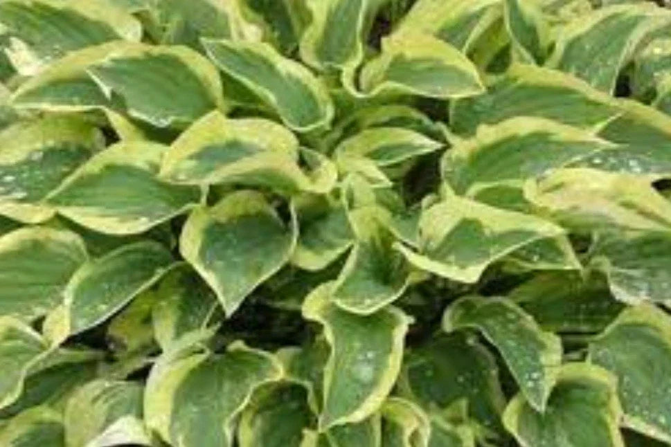 Hosta Plant - Medium - Pilgrim Variety - Shade-Tolerant Perennial - Hosta spp. - Blue-Green Foliage for Woodland Gardens