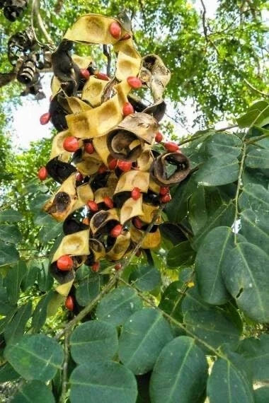 Small Coral Pea Seeds - 15 Pack - Adenanthera microsperma - Tropical Garden Seeds for Landscaping and Pollinator Attraction