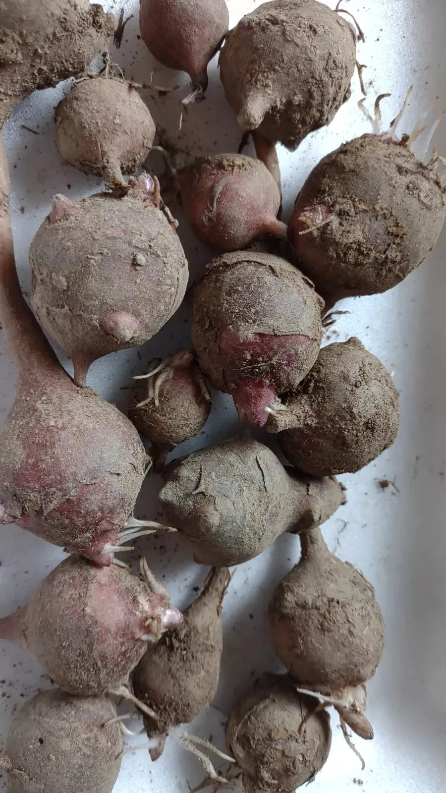 Red Organic Jerusalem Artichoke Tubers 5-Pack - Medium/Small Helianthus tuberosus for Sustainable Planting