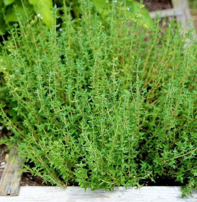 Thyme Seeds for Planting | 200 Non-GMO Organic Seeds | Thymus vulgaris | Culinary Herb Garden