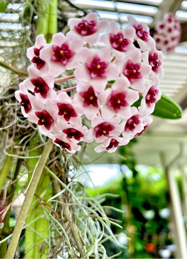 Hoya Plant 4" Pot Hoya Obovata Tropical Wax Plant Indirect Light Care Houseplant for Home Decor