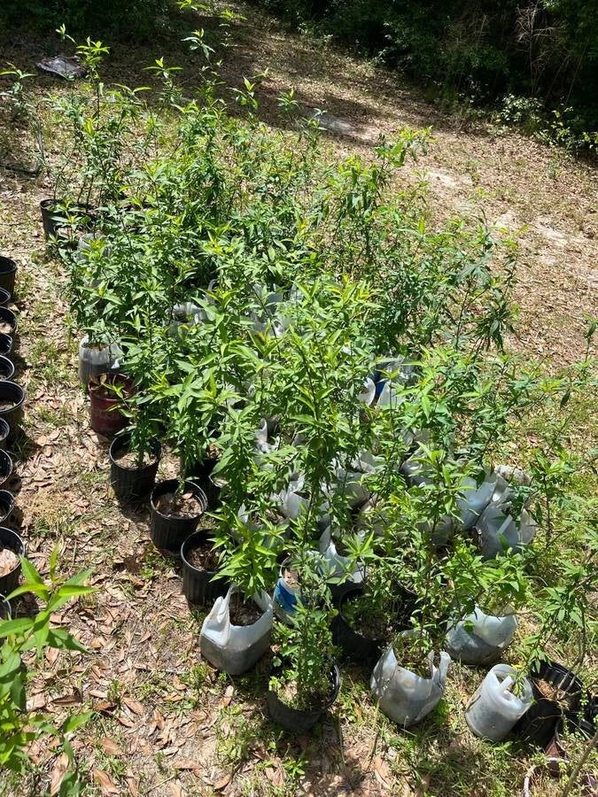 Peach Tree Live Plant 3-Gallon Common Grandfather Variety Prunus persica