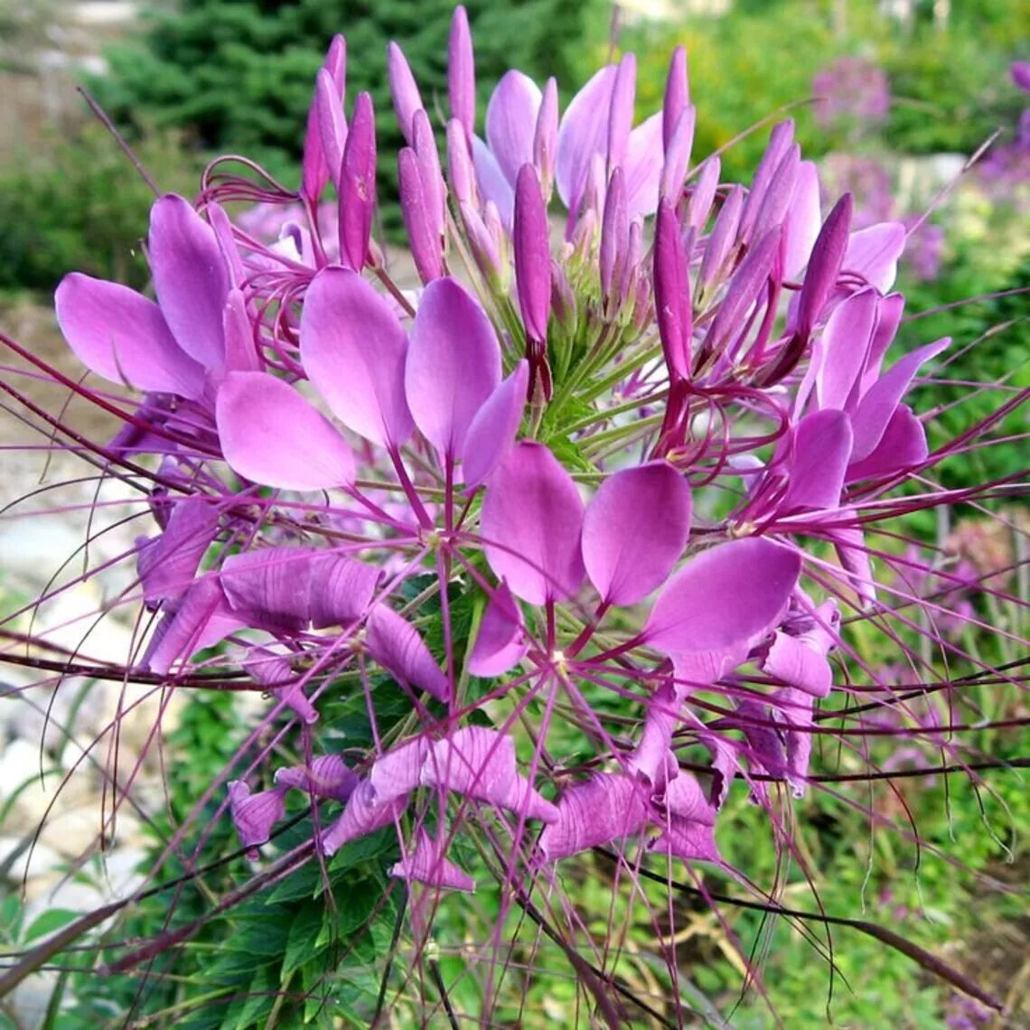Lilac Spider Seeds 100 Count - Clome Spinosa - Perennial Bee Flower - Attracts Pollinators - US Seller