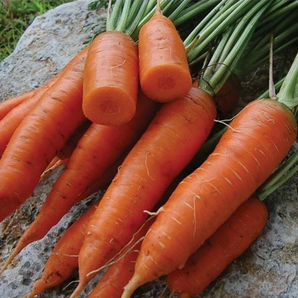 Chantenay Red Core Carrot Seeds | Heirloom, Non-GMO, Vitamin A Rich | Daucus carota | Garden Seeds for Home Gardening