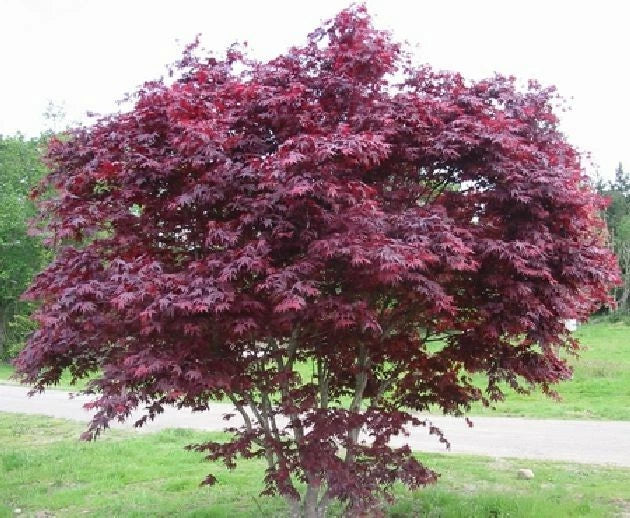 4 Unrooted Cuttings Red Japanese Maple Trees 7-Point Leaves Acer palmatum Ideal for Propagation Zones 5-8