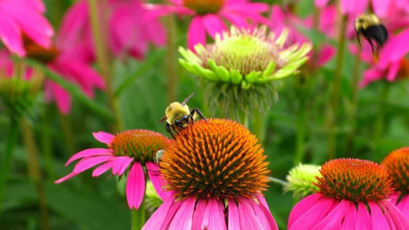 Bee Pollinator Mix Wildflower Seeds - 1 oz Native Wildflower Seed Blend for Garden - Various (Echinacea, Rudbeckia)