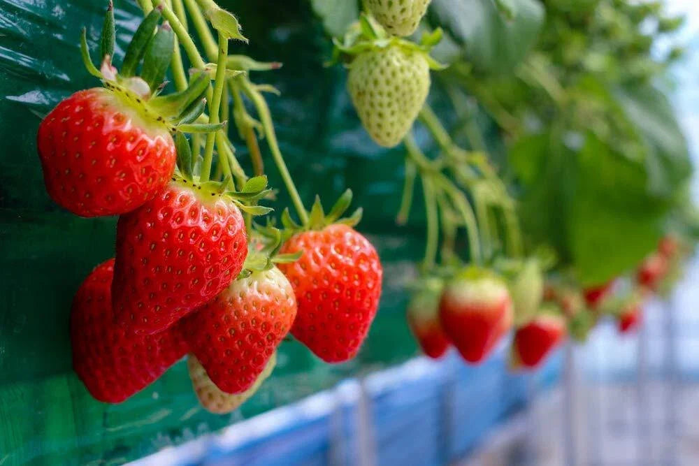 Everbearing Strawberry Seeds - 200+ Seeds - Red Fruit - Fragaria x ananassa - Ideal for Containers & Small Gardens