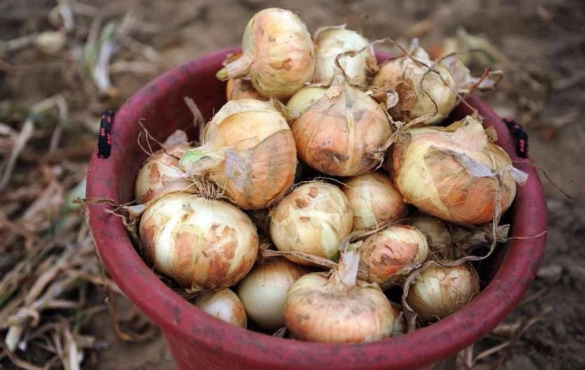 Organic Onion Seeds Packet - Early Texas Grano Short Day Variety - Allium cepa - Sweet Flavor for Spring & Fall Gardening