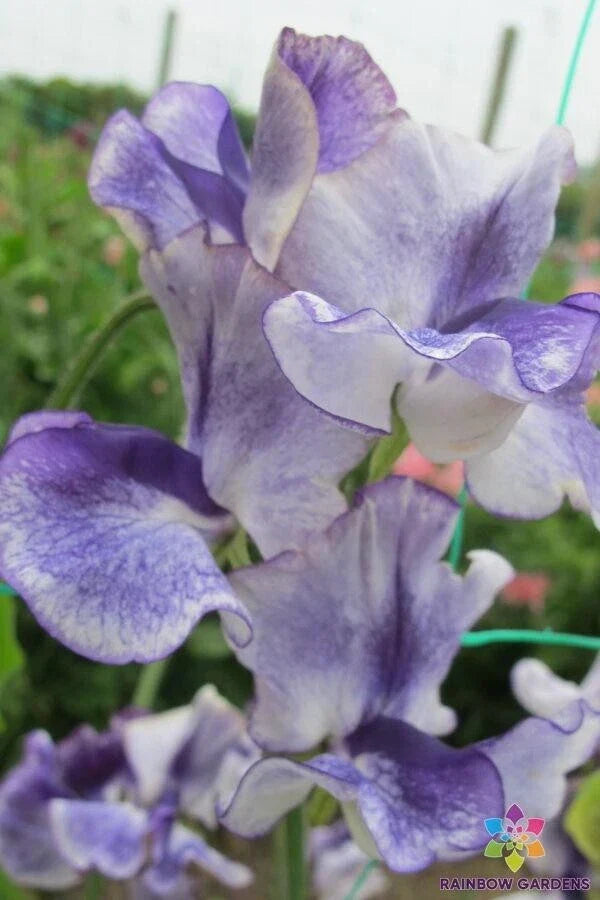 Frances Kate Sweet Pea Seeds - 50 Pack Lathyrus odoratus - Non-GMO Garden Flowers - Soft Pink & Cream Blooms