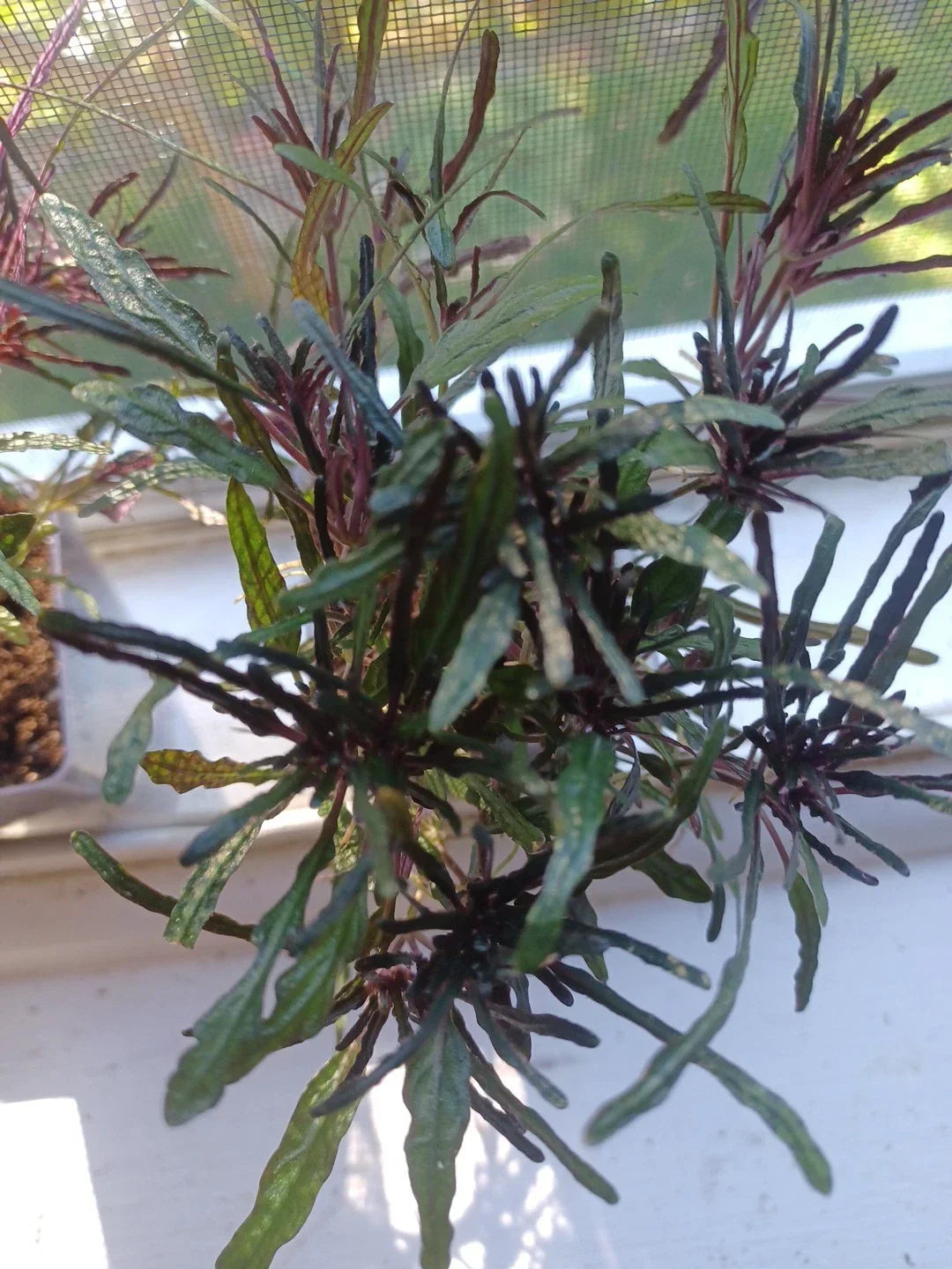 Dragons Tongue Live Rooted Plant - Hemigraphis repanda - Purple & Green Indoor Houseplant for Bright Light Spaces