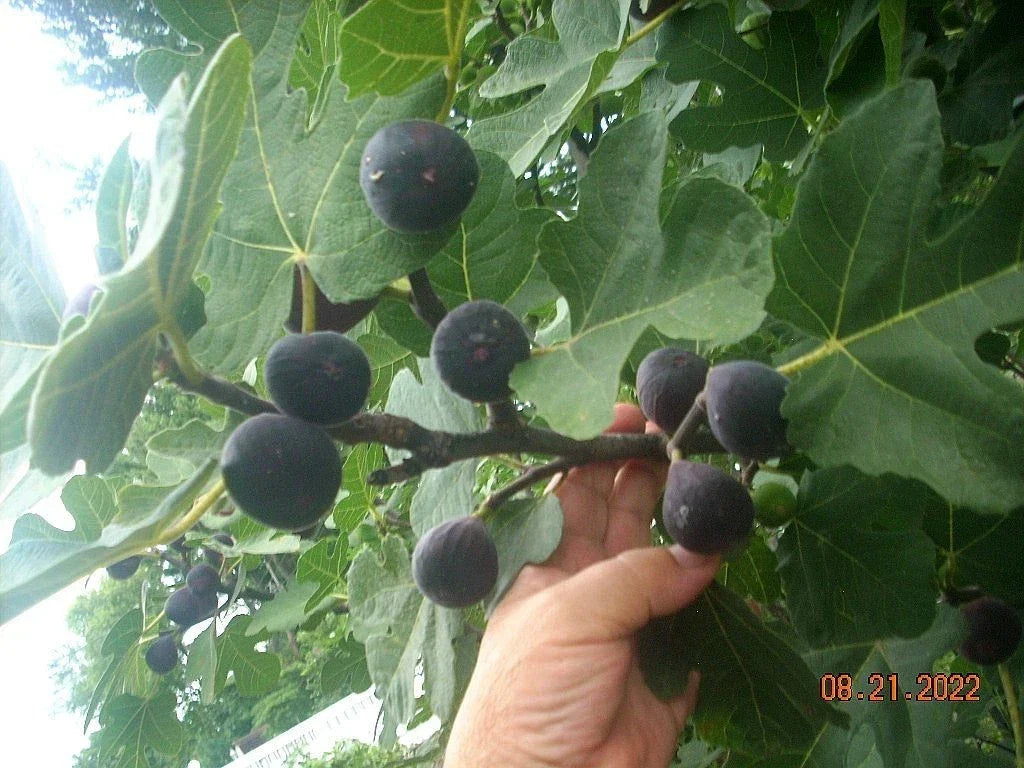 Fig Tree Cuttings Set of 6, Takoma Violet Variety, Delicious Figs, Ficus carica - Ideal for Propagation and Home Gardens