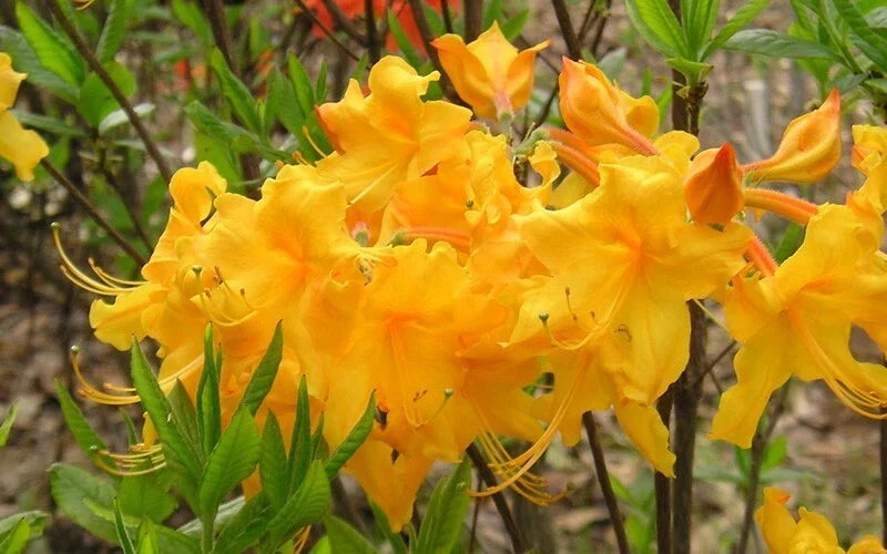 Aromi Azalea Starter Plant, Small Appalachian Gold Rhododendron, Deciduous Shrub, Rhododendron 'Appalachian Gold'