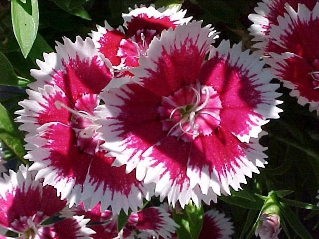Sweet William Seeds - 1333 Seeds - Dianthus barbatus - Biennial/Perennial Flower for Vibrant Garden Display