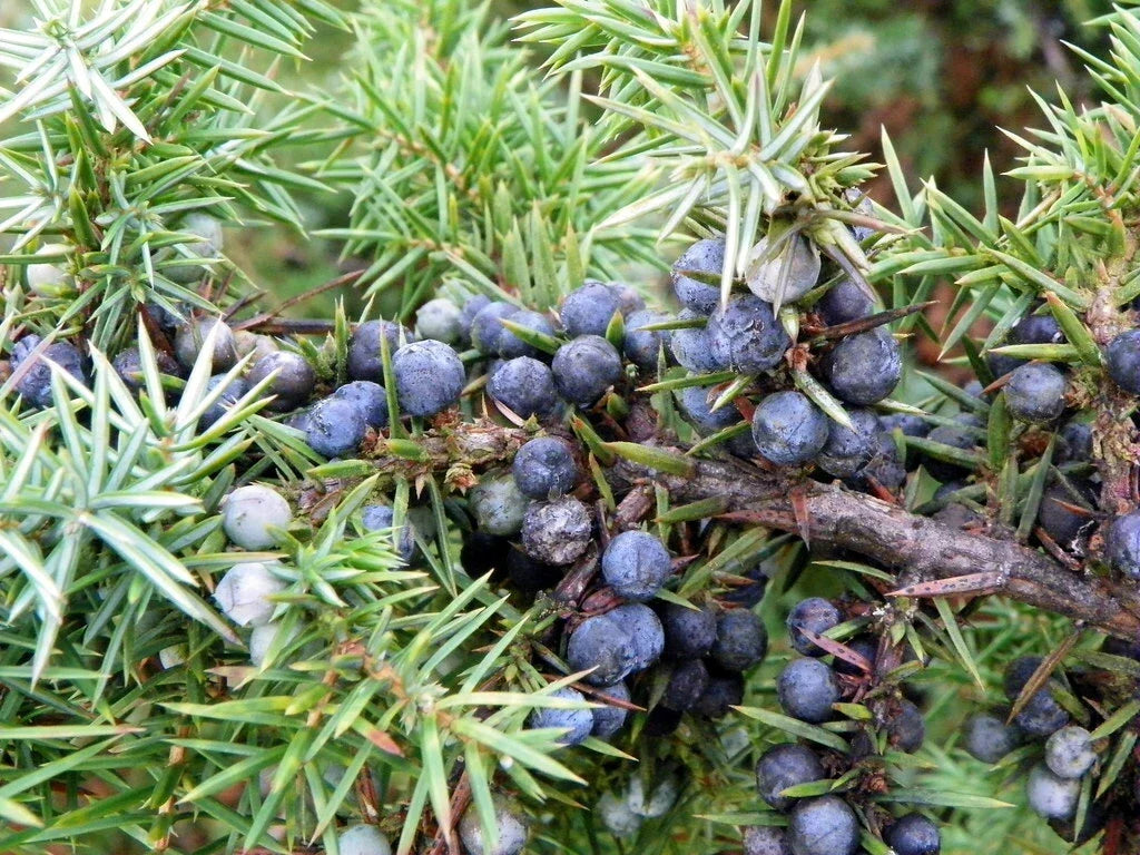 Common Juniper Seeds - 50 Pack - Hardy Evergreen Ground Cover - Juniperus communis - Drought-Tolerant Landscaping Plant