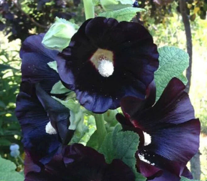 Hollyhock Seeds - 15 Seeds - Black Night - Dark Purple Alcea rosea - Heirloom Flower Seeds for Garden