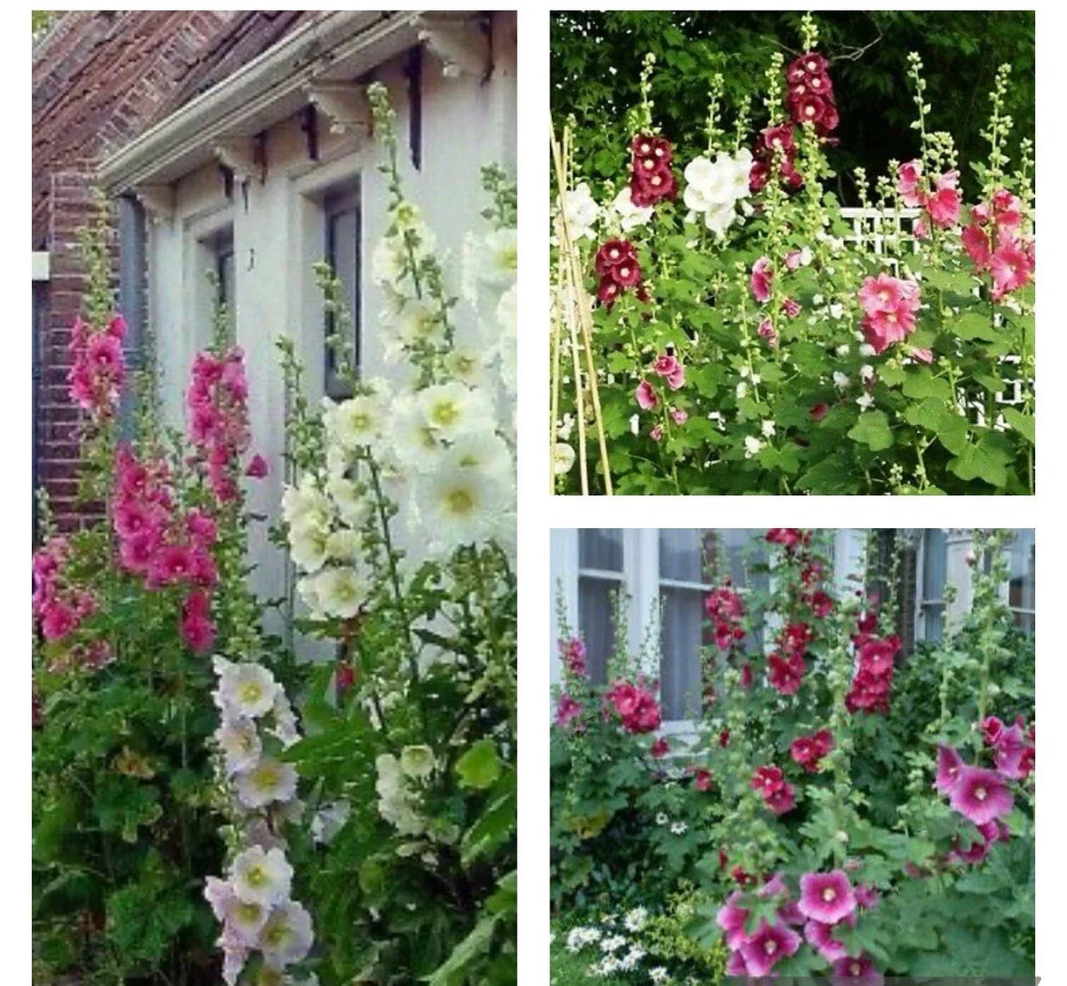 Hollyhock Seeds - 30+ Mixed Color Indian Springs - Alcea rosea - Non-GMO with Free Black Eyed Susan Seeds Included