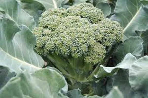 Broccoli Seeds - 25+ Heirloom Waltham 29 - Non-GMO Vegetable - Brassica oleracea - Nutritious & Easy to Grow