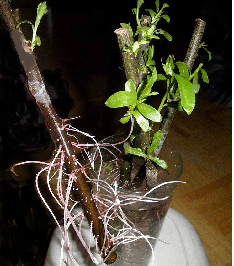 Hybrid Willow Cuttings - 20 Pencil Size Cuttings - Salix spp. - Fast-Growing Tree Planting Material for Landscaping