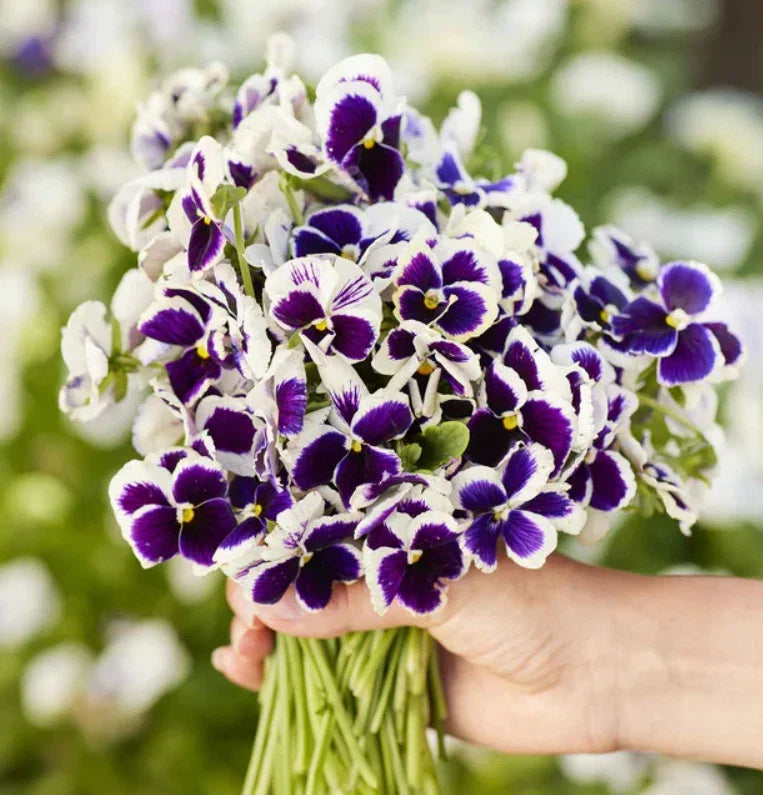 Pansy Seeds 200 Count Swiss Giants SILVERBRIDE Purple Blue Viola x wittrockiana Cool Weather Container Plant